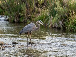 Great Blue Heron standing in the shallow waters of the Kern River
